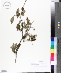 Styrax americanus image