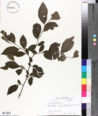 Styrax americanus image