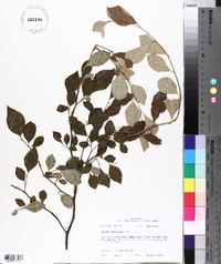 Styrax americanus image