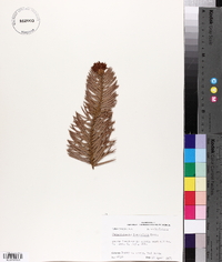 Cunninghamia lanceolata image