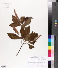 Clethra alnifolia image