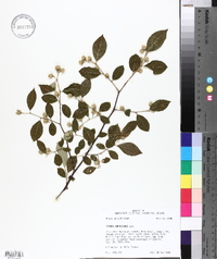 Styrax americanus image