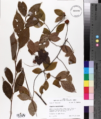 Stewartia malacodendron image