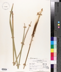 Typha domingensis image