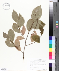 Stewartia malacodendron image