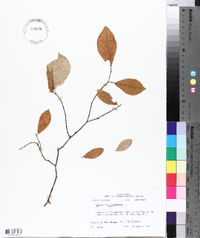 Stewartia malacodendron image