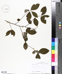 Stewartia malacodendron image