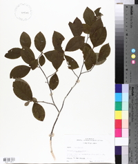 Stewartia malacodendron image