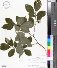 Stewartia malacodendron image