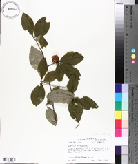 Stewartia malacodendron image