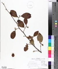 Stewartia malacodendron image