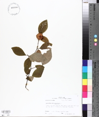 Stewartia malacodendron image