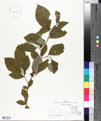 Stewartia malacodendron image