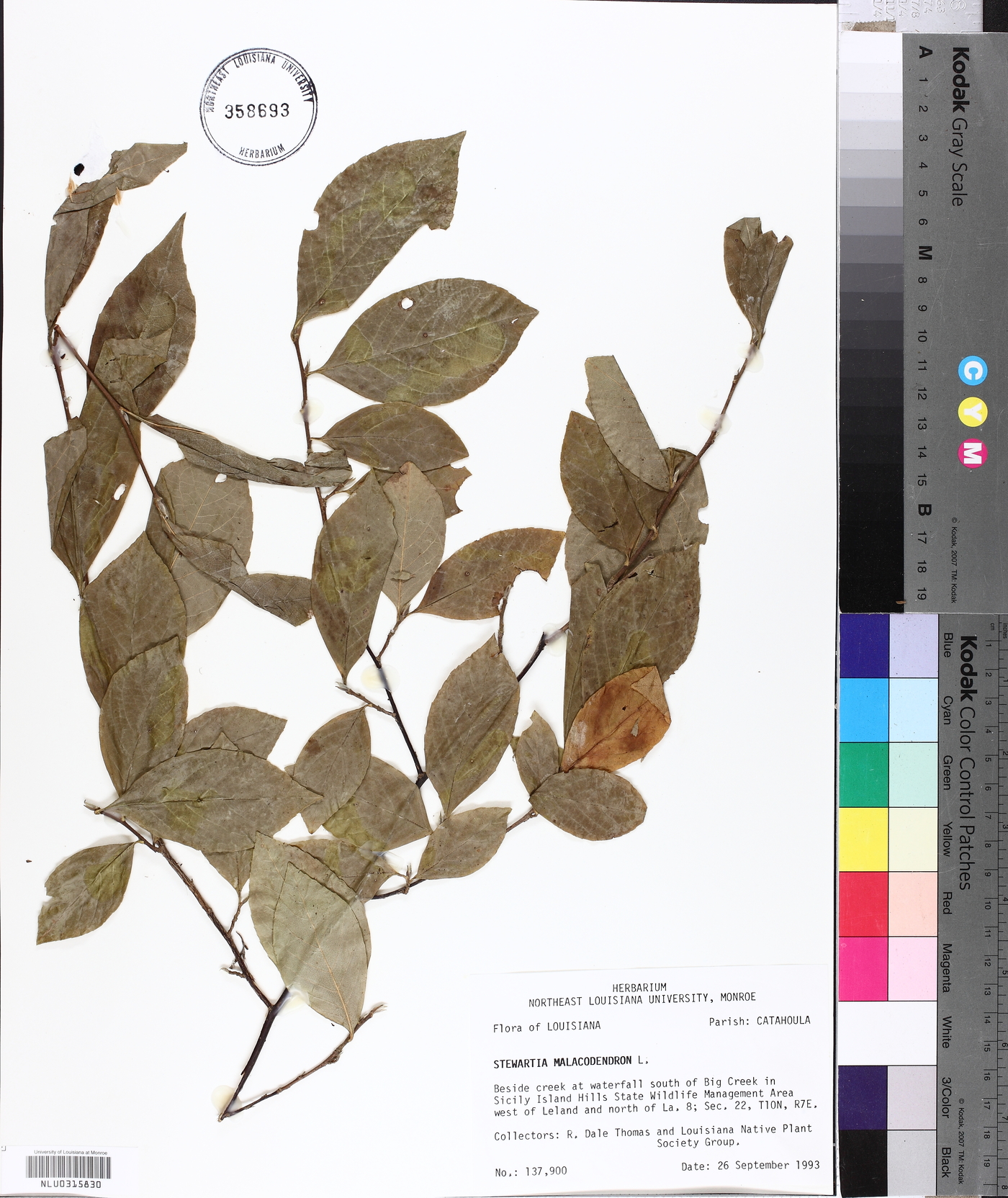 Stewartia malacodendron image