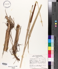 Typha domingensis image