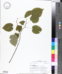 Tilia americana var. caroliniana image