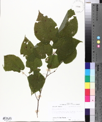 Tilia americana var. caroliniana image