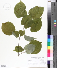 Tilia americana var. caroliniana image