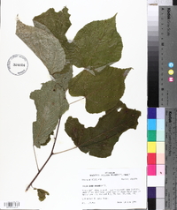 Tilia americana var. caroliniana image