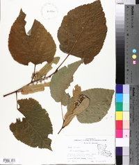 Tilia americana var. caroliniana image