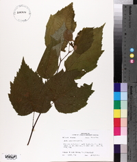 Tilia americana var. caroliniana image