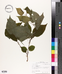 Tilia americana var. caroliniana image