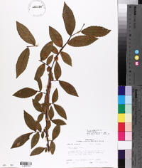 Ulmus alata image