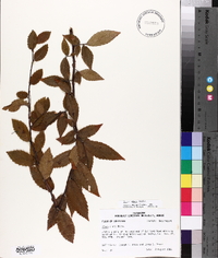 Ulmus alata image