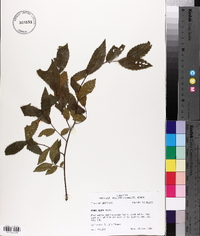 Ulmus alata image