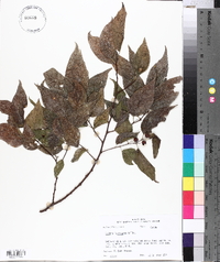 Celtis laevigata image