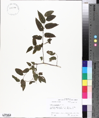 Celtis laevigata image