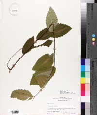 Ulmus alata image