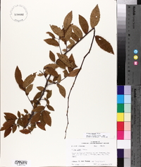 Ulmus alata image