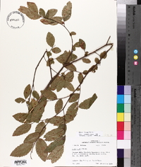 Ulmus alata image