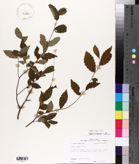 Ulmus alata image