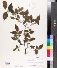 Ulmus alata image