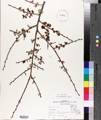 Ulmus alata image