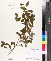 Ulmus alata image