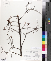 Ulmus alata image