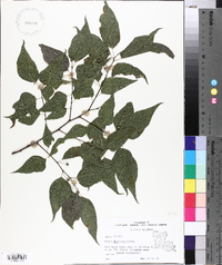 Celtis laevigata image