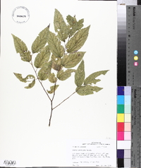 Celtis laevigata image