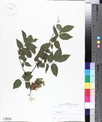 Celtis laevigata image