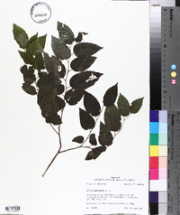 Celtis laevigata image