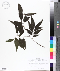 Celtis laevigata image