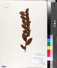 Ulmus alata image