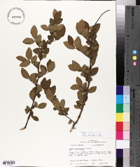 Ulmus crassifolia image