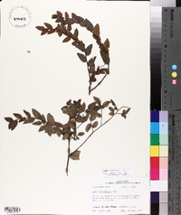 Ulmus crassifolia image