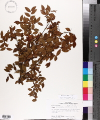 Ulmus crassifolia image