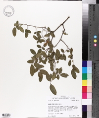 Ulmus crassifolia image