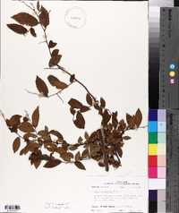 Ulmus crassifolia image